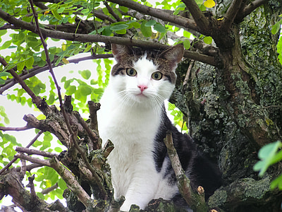 white and black cat on brown tree branch