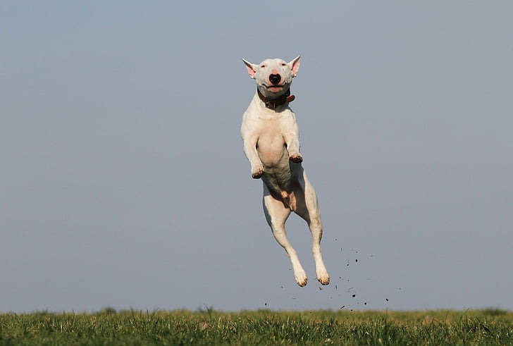 adult white bull terrier jumping on grass field at day time
