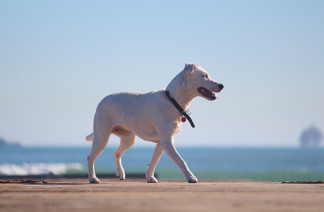 short-coated white dog walking