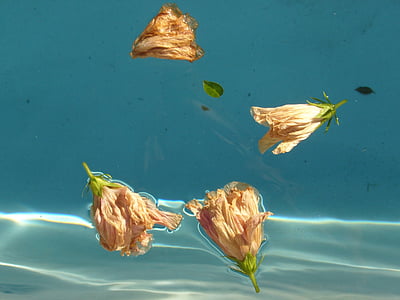 four flower on body of water