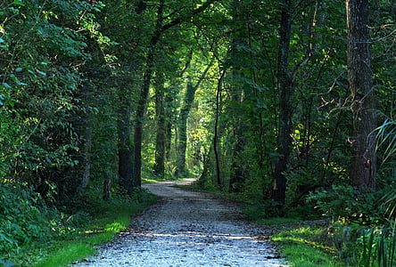 gray concrete road beside of green trees
