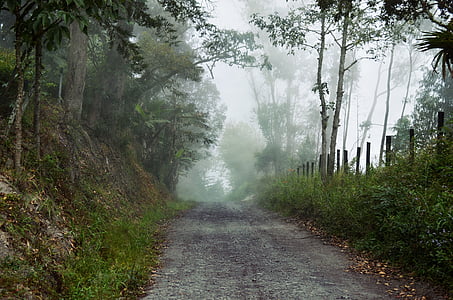 road between plants with fog during daytime