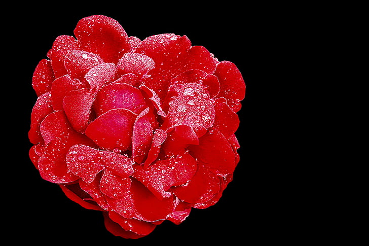 red rose with water droplets against black background in close-up photography