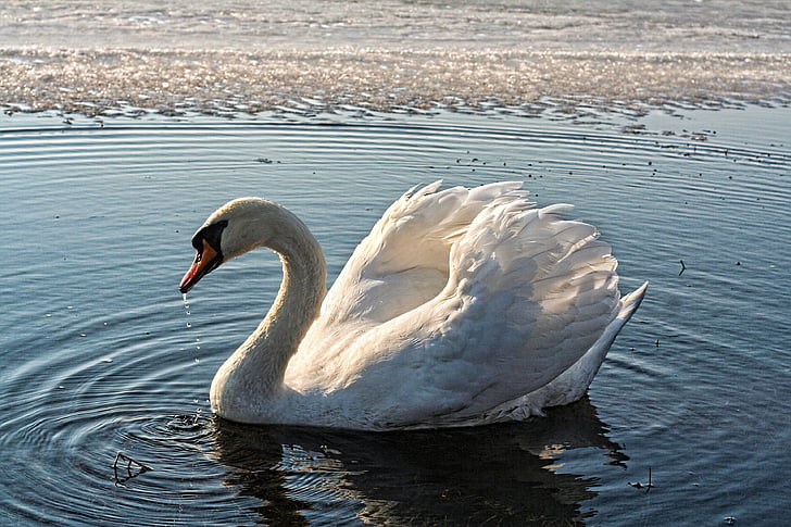 white swan swimming on water