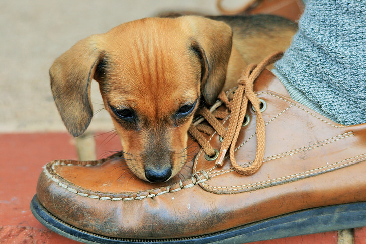 short-coated tan puppy near brown leather shoe
