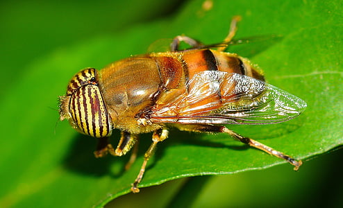 yellow horsefly perching on green leaf