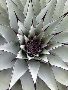 close up photo green and black agave plant