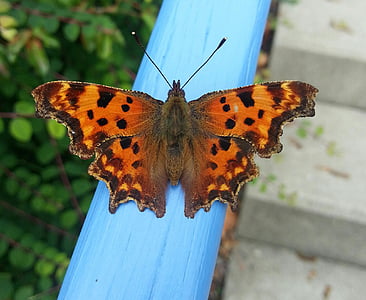 tortoiseshell butterfly perched on blue railing
