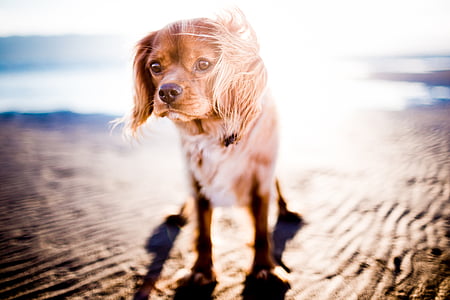 shallow focus photography of long-coated brown dog during daytime