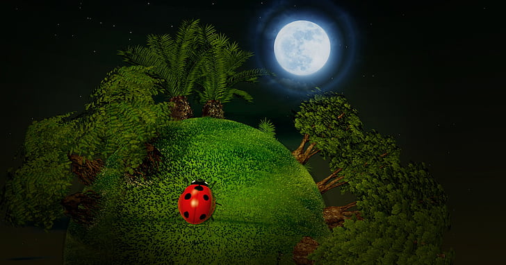 red and black ladybug on green grass photograph