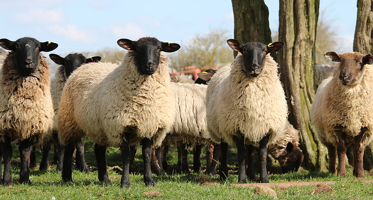 white flock of sheep standing next to each other during daytime