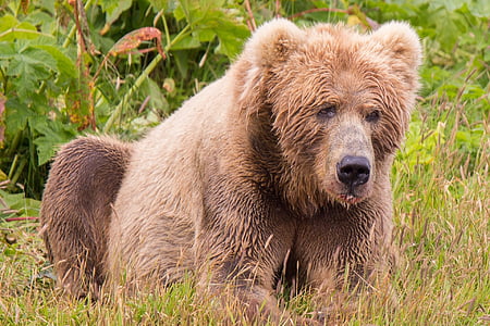 brown bear on green field
