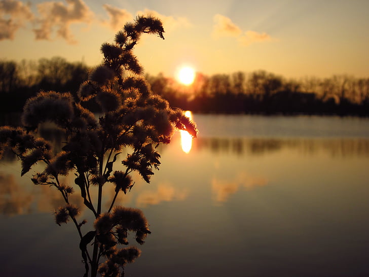 closeup photo of brown petal flowers near body of water during sunset