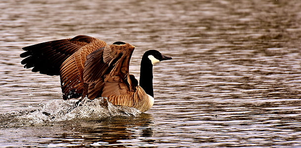 brown and black swan on body of water