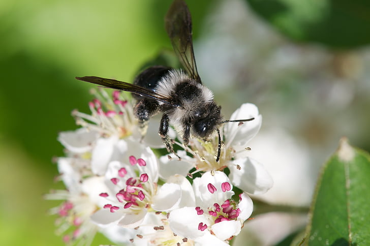 close-up photography of bee perching on white petaled flower