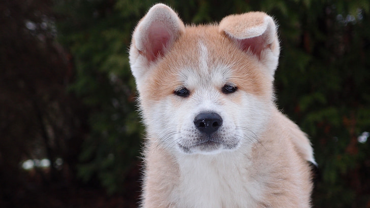 tan Akita puppy on focus photo