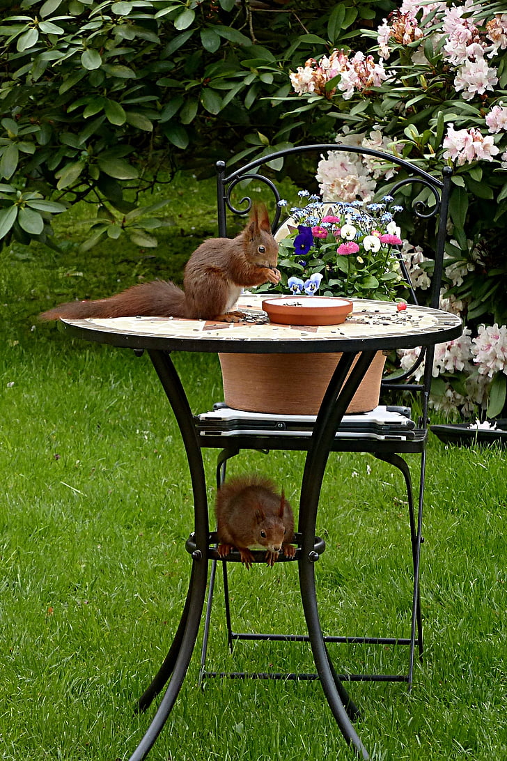 brown squirrel on top of table outdoors