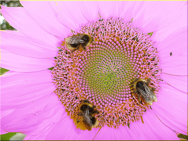 pink cosmos flower with three bees