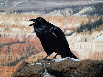 selective focus photography of crow
