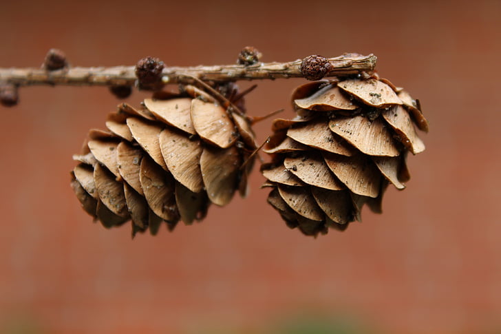 two pine cones