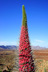 pink and green cactus under clear blue sky during daytime