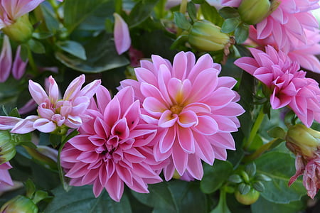 pink dahlia flowers in closeup photo