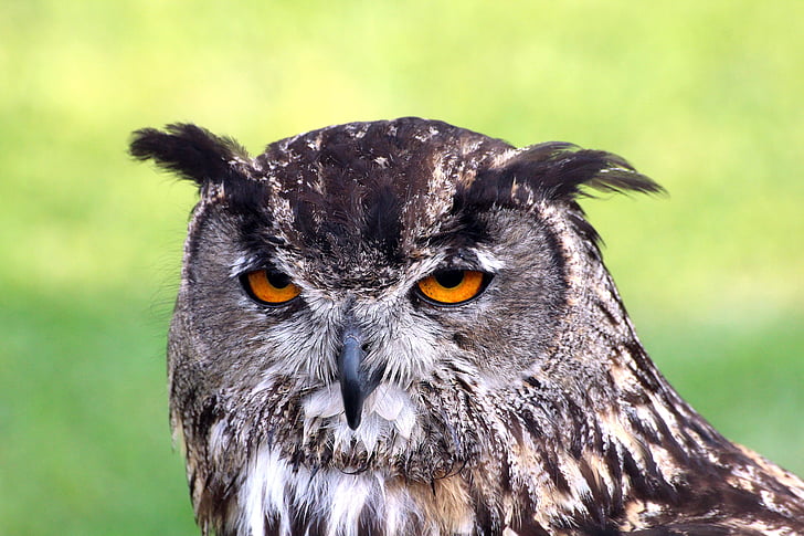 shallow focus photography of black and brown owl