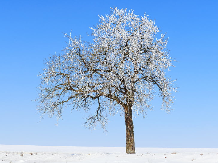 tree on snow covered field