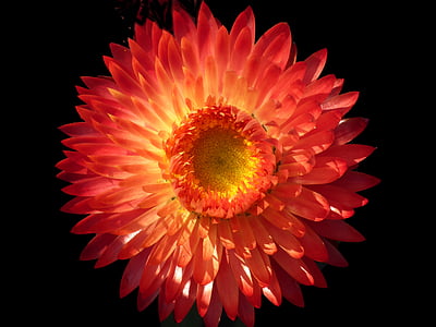 close up photography of orange dahlia flower