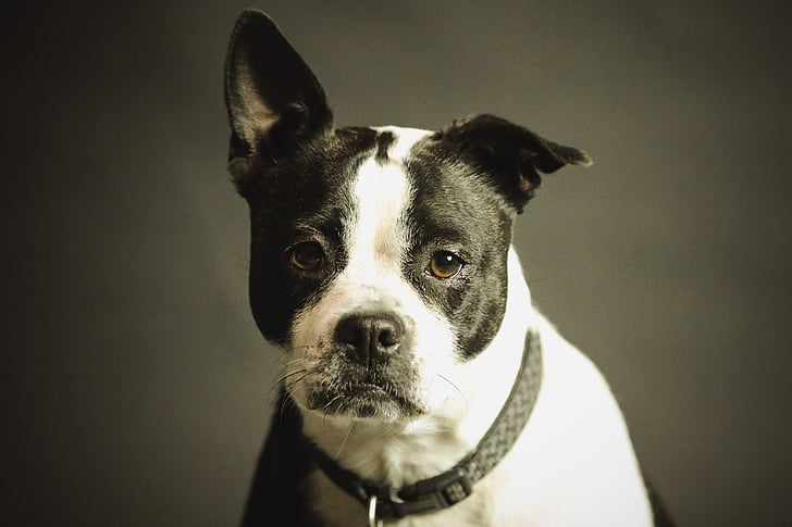 selective focus photography of adult white and black American pit bull terrier