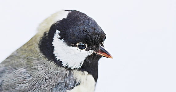 white, gray, and black bird closeup photography