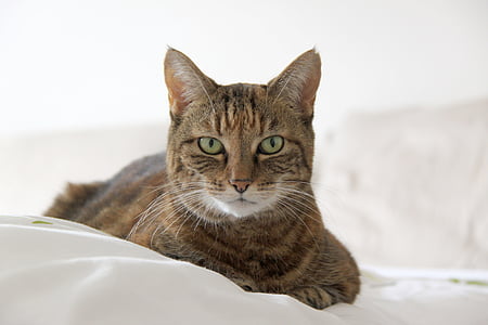 brown cat lying on white couch