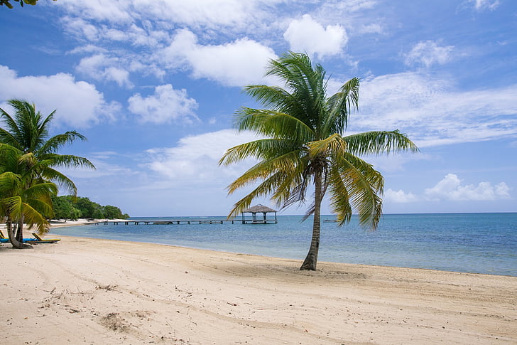 green coconut tree near blue beach at daytime