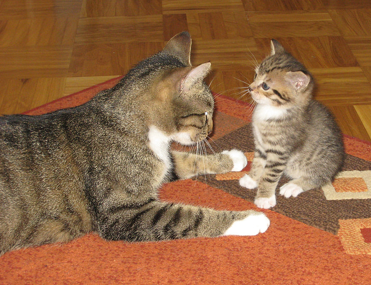 brown tabby kitten and tabby cat on top of orange and brown rug