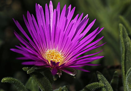 closeup photography of purple ice plant flower
