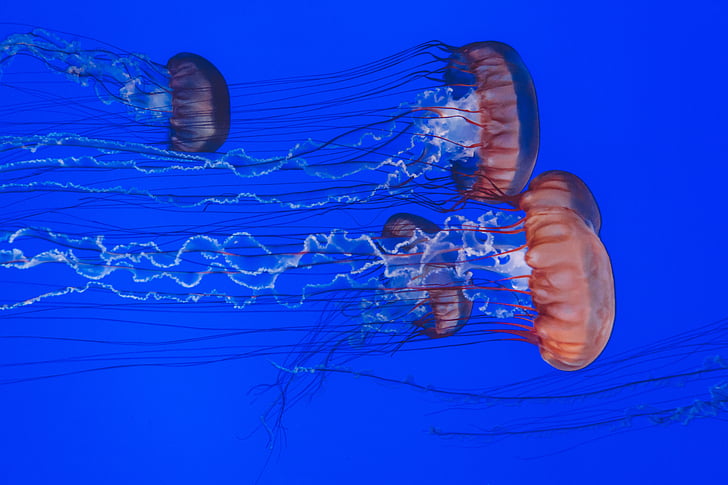 school of orange jellyfishes