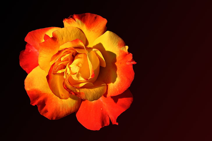 close-up photography of red and yellow rose