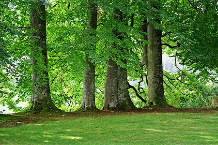 trees and green grass at daytime