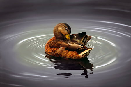 brown and black mallard duck on body of water