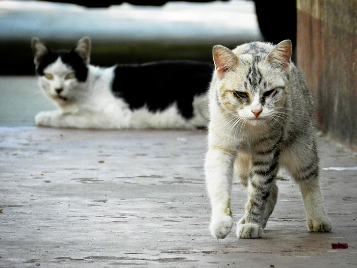 two black and gray gray tabby cats