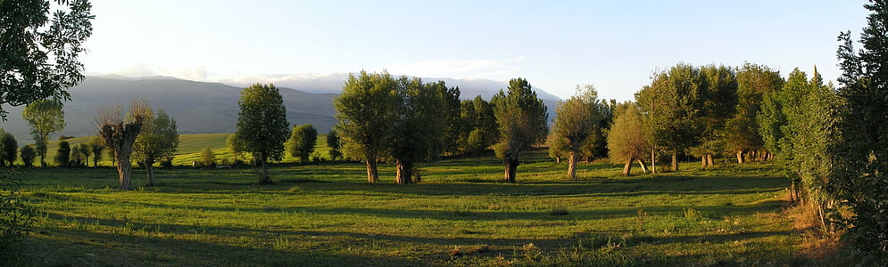 photo of green trees surrounded by green grass field during daytime