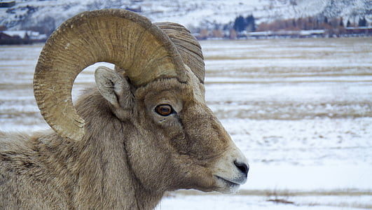 brown ram standing on dried field during daytime