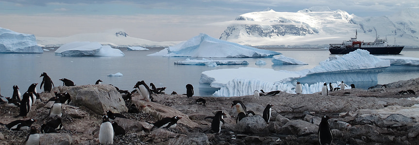 landscape photography of penguins