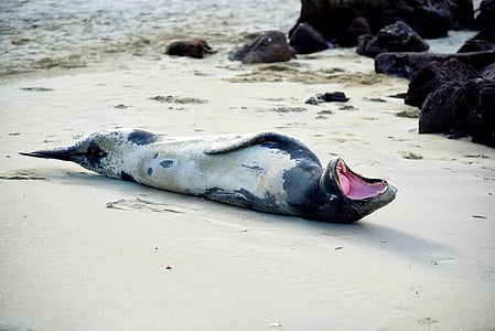 photo of lying black and white seal on white seashore beside black rocks