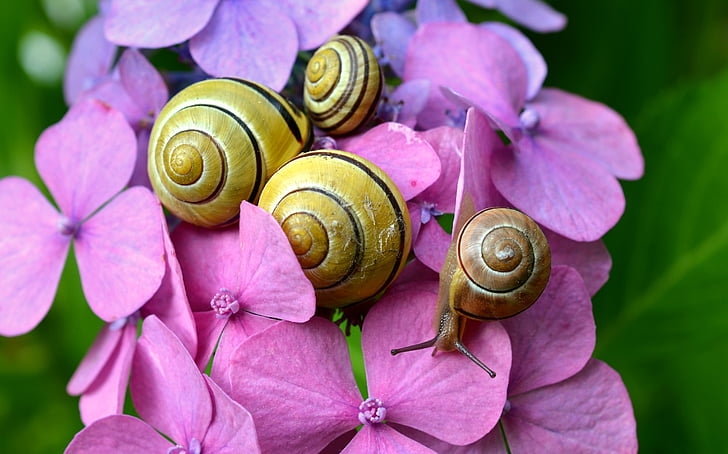 four snails on flowers