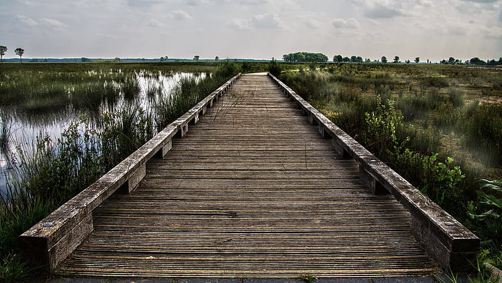 brown wooden dock on marsh