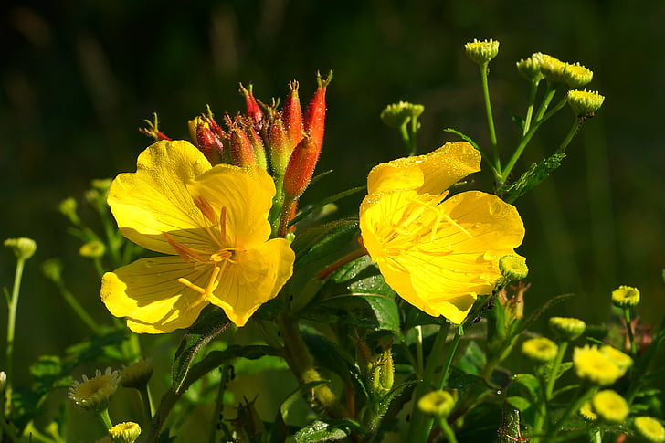 yellow petaled flowers blooming at daytime
