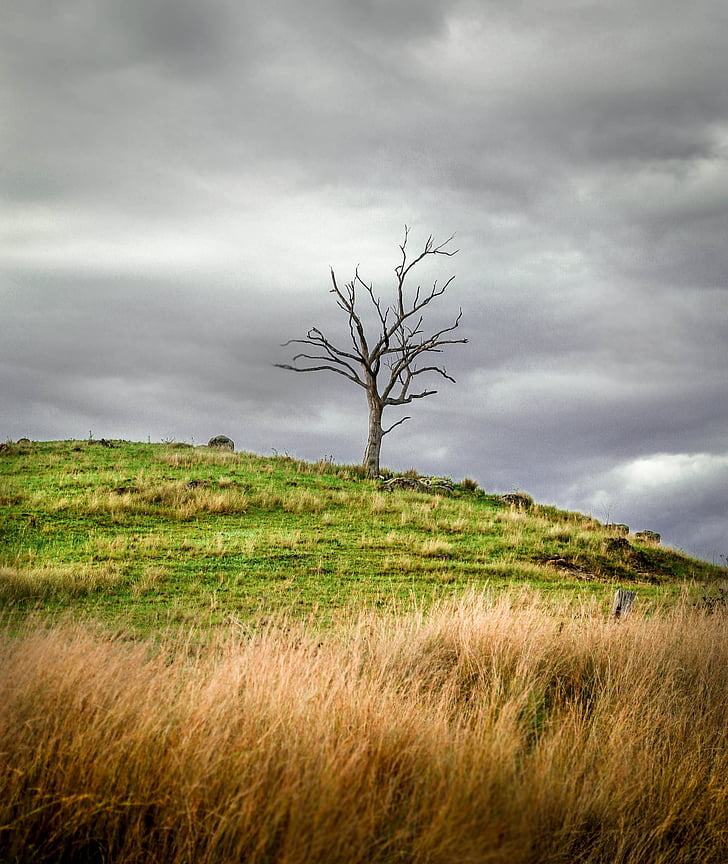 bare tree surrounded by grass