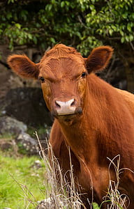 brown cattle