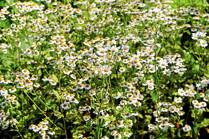white chamomile flower field